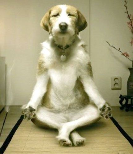 Zen-Dog_zpsdrkexdzx.jpg
