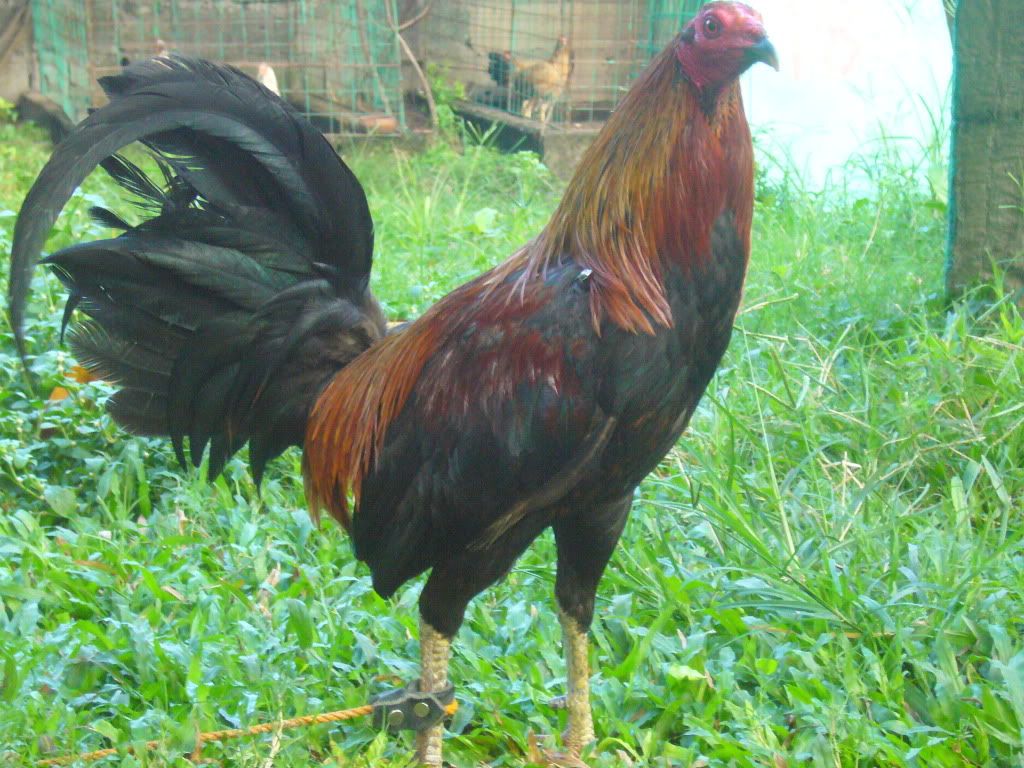 http://i1050.photobucket.com/albums/s407/baldogoklap/P1650976.jpg