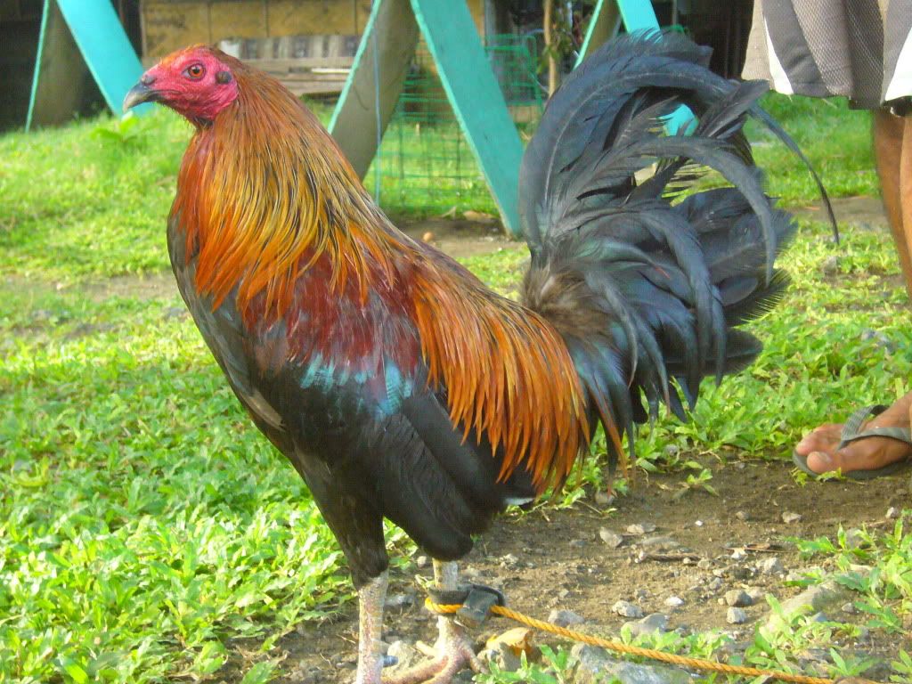 http://i1050.photobucket.com/albums/s407/baldogoklap/P1650980.jpg