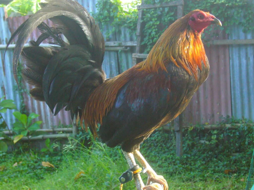 http://i1050.photobucket.com/albums/s407/baldogoklap/P1650981.jpg