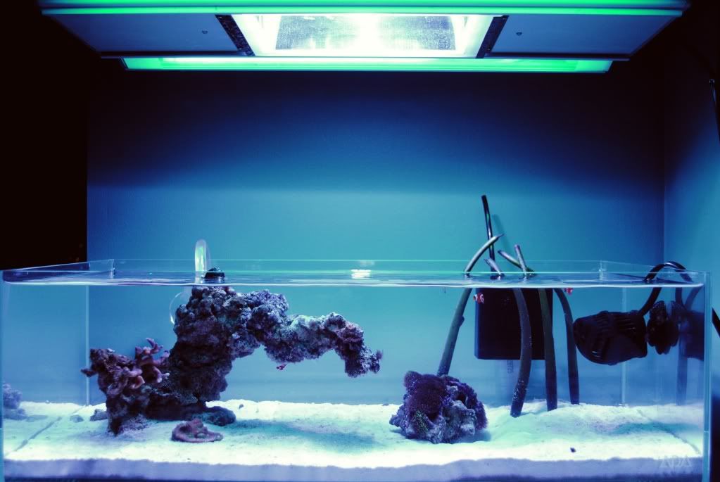 Ry S Ada 60 F Members Aquariums Nano Forums