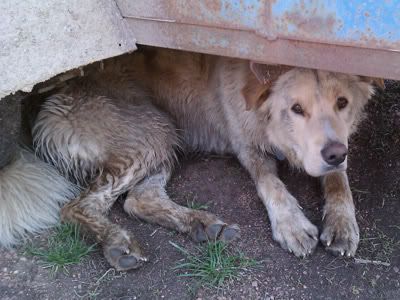 do golden retrievers dew claws great pyrenees or golden pyrenees page 2 do golden retrievers dew claws great pyrenees or golden pyrenees page 2