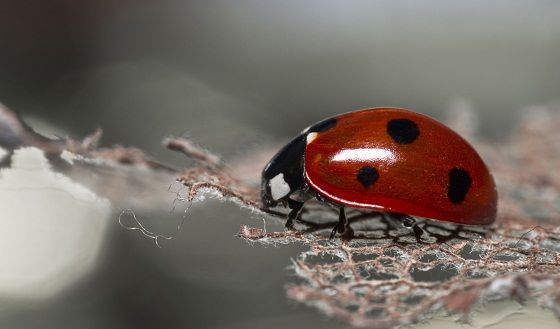 Karışık Masaüstü Duvar Kağıtları Koleksiyonu Karışık Masaüstü Duvar Kağıtları Koleksiyonu