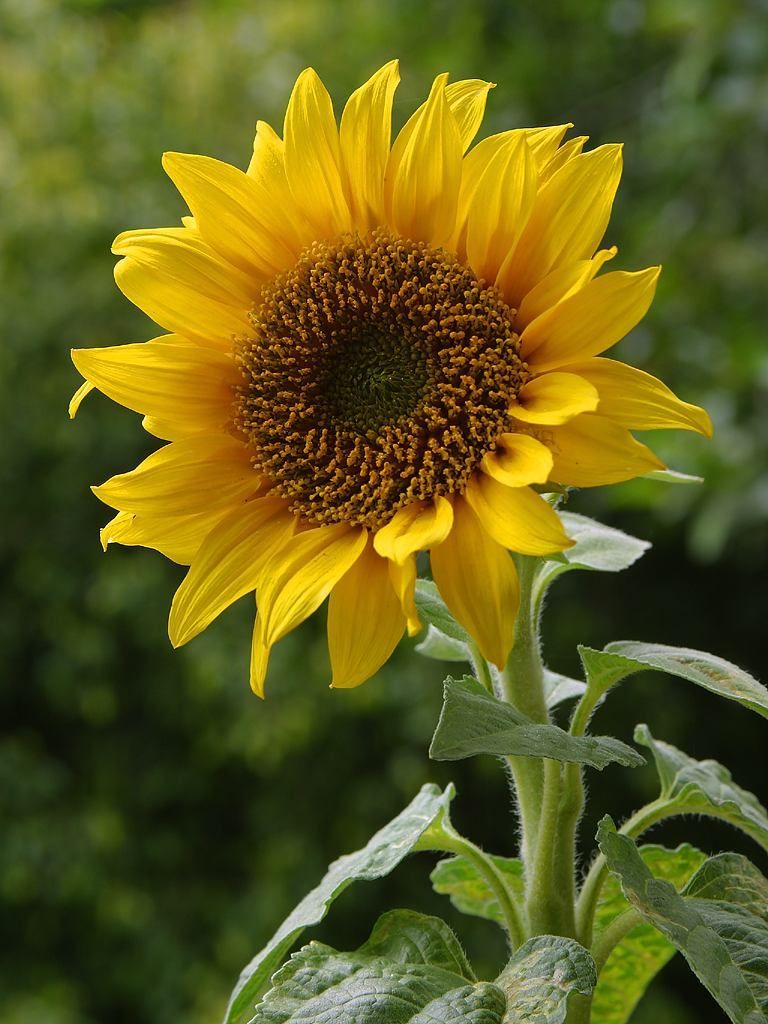 A_sunflower_zpsanjuur8q.jpg