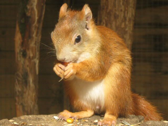 RedSquirrel