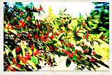 BerryTree1 photo BerryTree1.jpg
