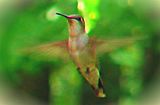 Humming Hummingbird photo HummingHummingbird.jpg