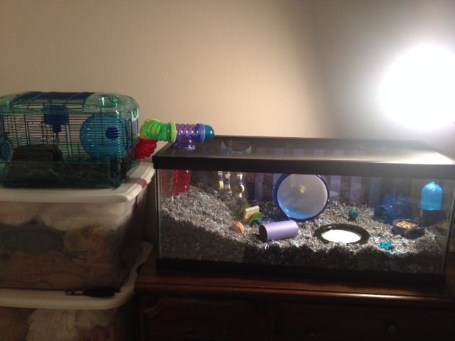 hamster aquarium