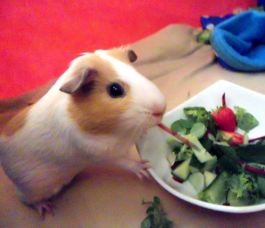 beetroot_wilb_lr.jpg