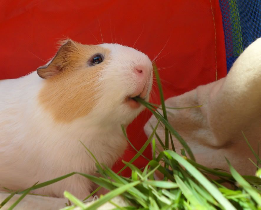 lips.jpg