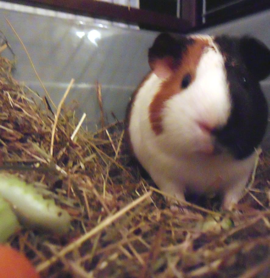 otiswheresmycarrot.jpg