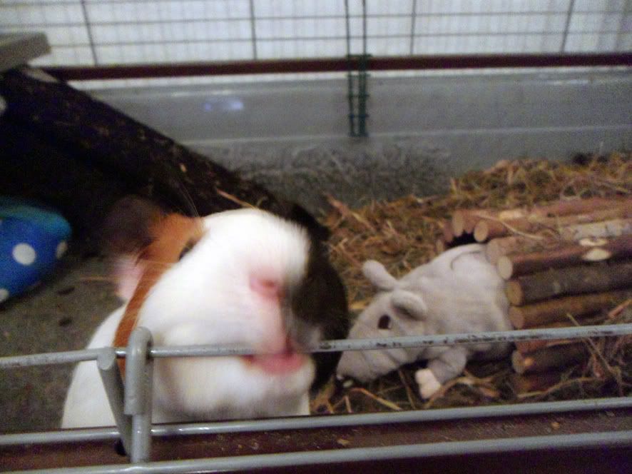 ratty1-1.jpg
