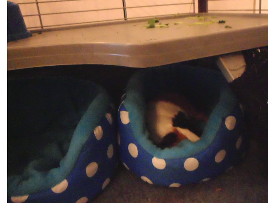 snoozy_otis_lr.jpg