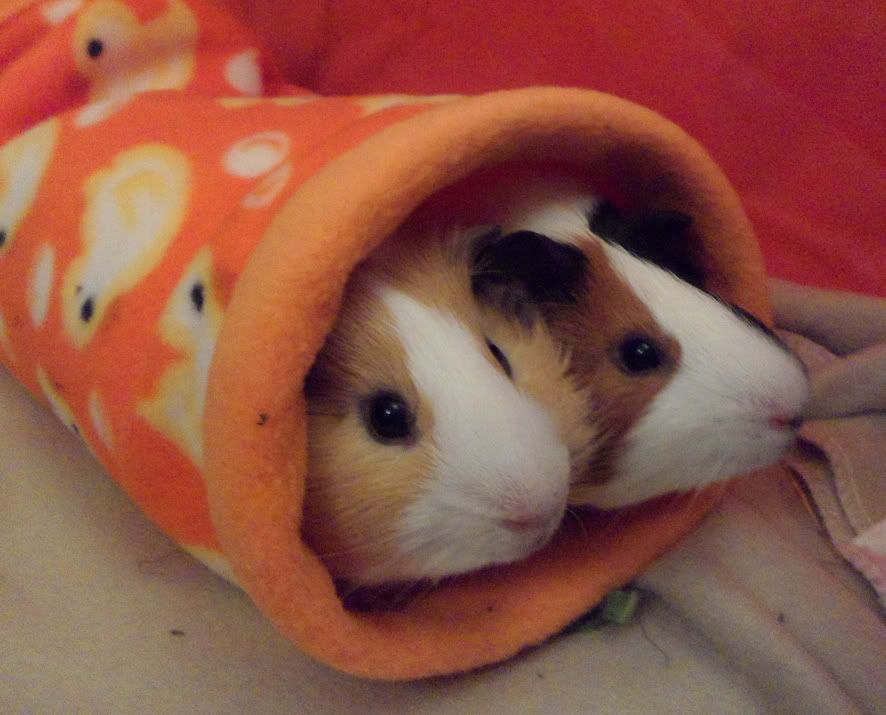 tunnelsnuggle2_lr.jpg