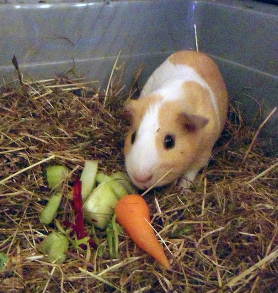 wilburandthecarrot_lr.jpg