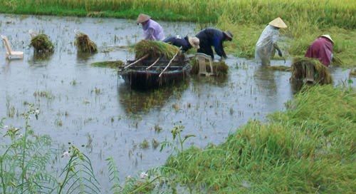 Cá Bống Sông Trà ca bong song tra