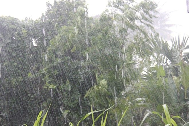 Cá Bống Sông Trà ca bong song tra